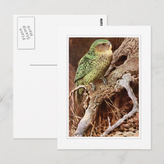 Kakapo Postkarte (Vorne/Hinten)