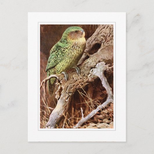 Kakapo Postkarte (Vorderseite)