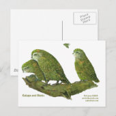 Kakapo und Küken Postkarte (Vorne/Hinten)