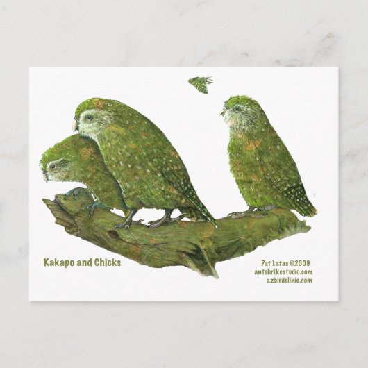 Kakapo und Küken Postkarte (Vorderseite)
