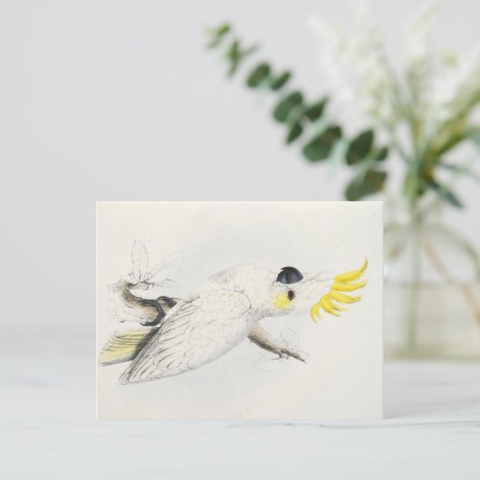 Kakatogelb Postkarte (Stehend Vorderseite)