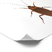 Kakerinsekt Poster (Ecke)