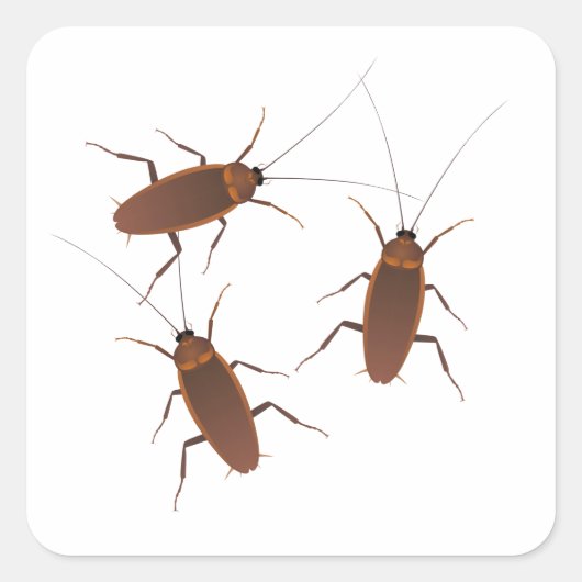Kakerinsekt Quadratischer Aufkleber (Vorderseite)