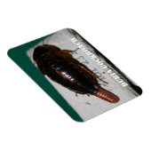 Kakerlake aus Dubia mit Eizelle Magnet (Rechte Seite)