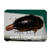 Kakerlake aus Dubia mit Eizelle Magnet (Horizontal)