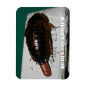 Kakerlake aus Dubia mit Eizelle Magnet (Vertikal)