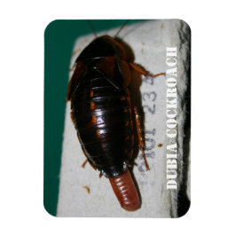 Kakerlake aus Dubia mit Eizelle Magnet
