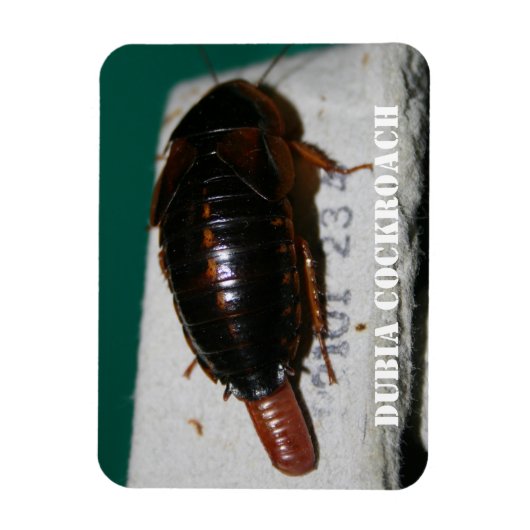 Kakerlake aus Dubia mit Eizelle Magnet (Vertikal)