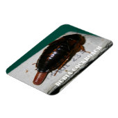 Kakerlake aus Dubia mit Eizelle Magnet (Linke Seite)