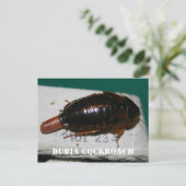 Kakerlake aus Dubia mit Eizelle Postkarte (Stehend Vorderseite)