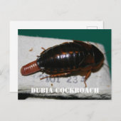 Kakerlake aus Dubia mit Eizelle Postkarte (Vorne/Hinten)