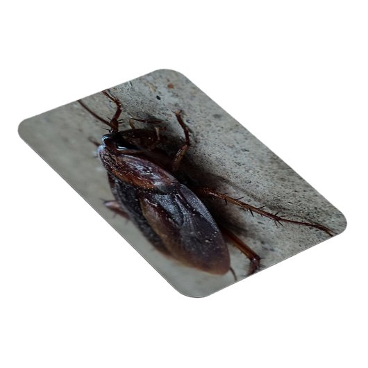 Kakerlake Magnet (Rechte Seite)
