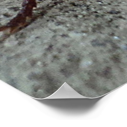 Kakerlake Poster (Ecke)