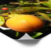 Kaki-Frucht am Baum Poster (Ecke)