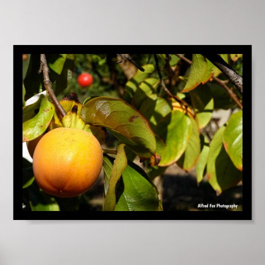 Kaki-Frucht am Baum Poster (Vorne)
