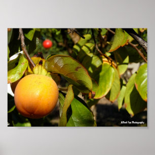Kaki-Frucht am Baum Poster