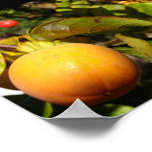 Kaki-Frucht am Baum Poster (Ecke)