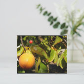 Kaki-Frucht am Baum Postkarte (Stehend Vorderseite)