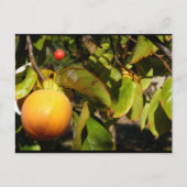 Kaki-Frucht am Baum Postkarte (Vorderseite)
