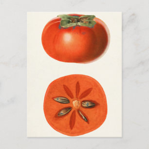 Kaki Frucht Aquarellmalerei Postkarte
