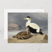 Kaksi Haahkaa von Ferdinand von Wright Postkarte (Vorne/Hinten)