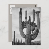 Kakteen Arizona Postkarte (Vorne/Hinten)