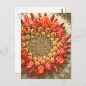 Kakteen Blume 016a Postkarte (Vorne/Hinten)