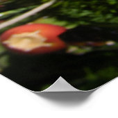 Kakteen Blume Bloms in Orange Poster (Ecke)