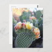 Kakteen Blume Gelb Rosa Orangenblüten Postkarte (Vorne/Hinten)