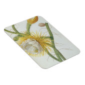 Kakteen: Cereus, aus Trews "Plantae Selectae" 175 Magnet (Rechte Seite)