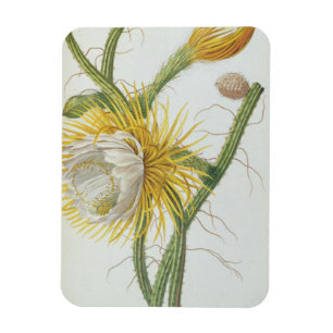 Kakteen: Cereus, aus Trews "Plantae Selectae" 175 Magnet