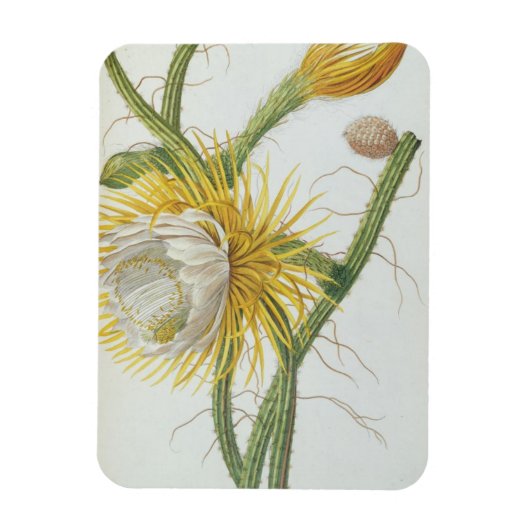 Kakteen: Cereus, aus Trews "Plantae Selectae" 175 Magnet (Vertikal)