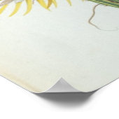 Kakteen: Cereus, aus Trews "Plantae Selectae" 175 Poster (Ecke)