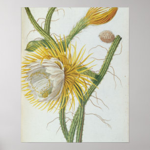 Kakteen: Cereus, aus Trews "Plantae Selectae" 175 Poster