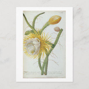Kakteen: Cereus, aus Trews "Plantae Selectae" 175 Postkarte
