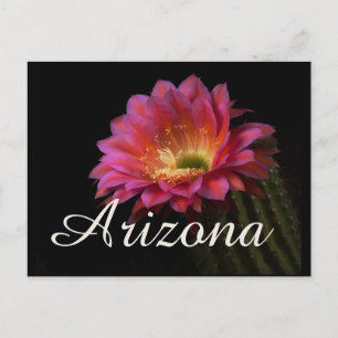 Kakteen Delight, Arizona Postkarte