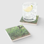 Kakteen der Prickly in Wüste, Arizona, q Untersetz Steinuntersetzer (Seitenansicht)