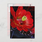 Kakteen (Echinocereus triglochidiatus) Postkarte (Vorne/Hinten)