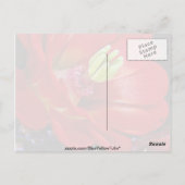 Kakteen (Echinocereus triglochidiatus) Postkarte (Rückseite)