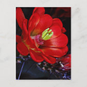 Kakteen (Echinocereus triglochidiatus) Postkarte (Vorderseite)