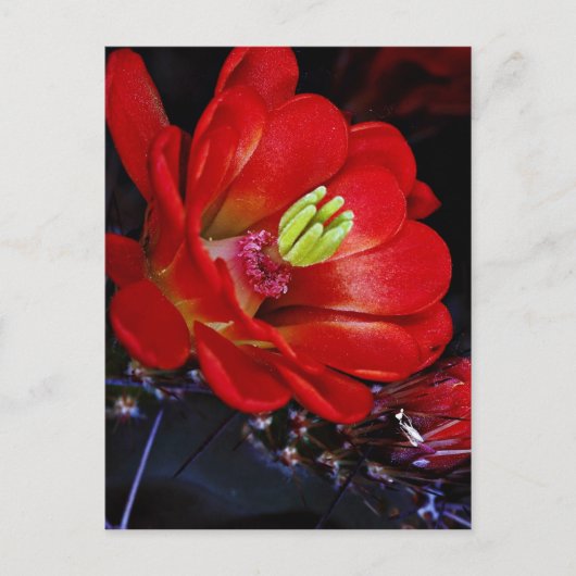 Kakteen (Echinocereus triglochidiatus) Postkarte (Vorderseite)