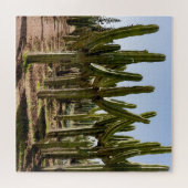 Kakteen Garten, tropische Wüstenlandschaft. Puzzle (Horizontal)