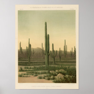 Kakteen Grove, Arizona Poster