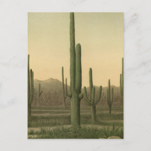 Kakteen Grove, Arizona Postkarte