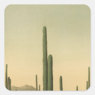 Kakteen Grove, Arizona Quadratischer Aufkleber