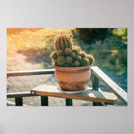 Kakteen im Sonnenlicht Poster (Vorne)