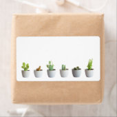 Kakteen in Töpfen (Insitu)