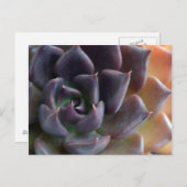 Kakteen Nah hoch Postkarte (Vorne/Hinten)