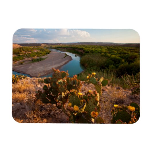 Kakteen pectus (Opuntia Sp.) Magnet (Horizontal)