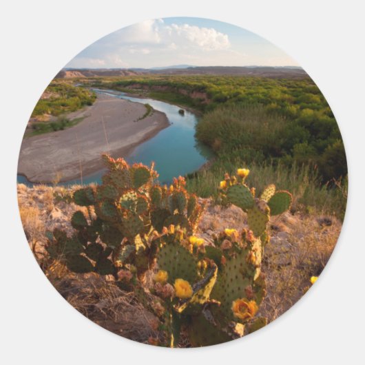 Kakteen pectus (Opuntia Sp.) Runder Aufkleber (Vorderseite)